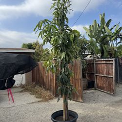 mango tree