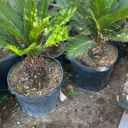 Sago Palm
