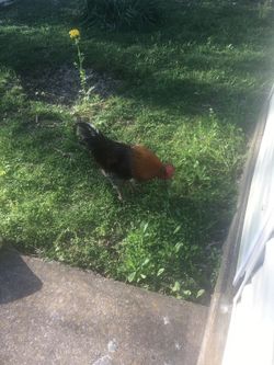 Rooster for sale