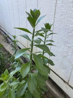 Pereskiopsis Grafting Stalk