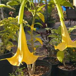 Angel Trumpet With Yellow Flowers In A 5 Gallon Pot 