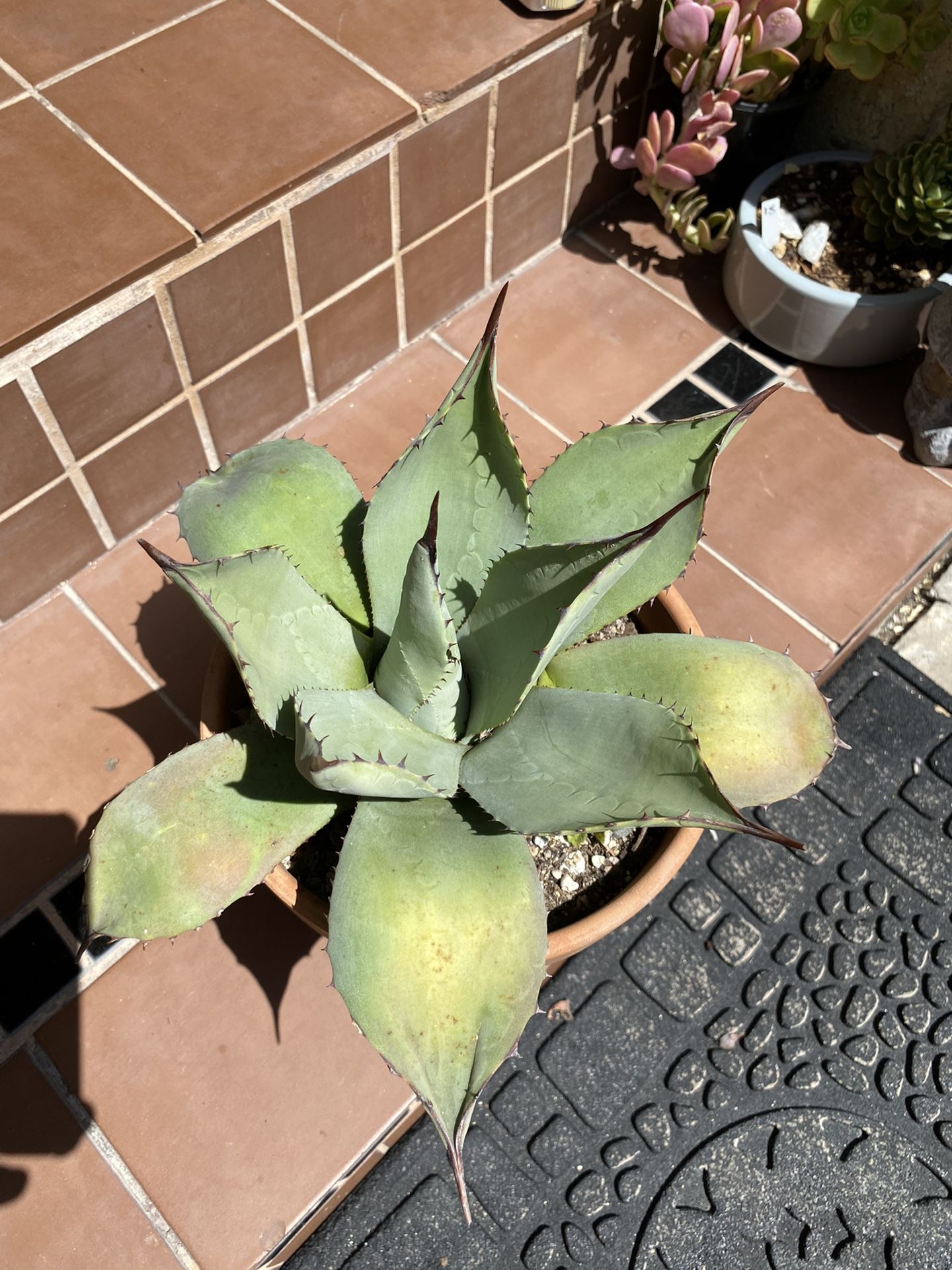 Agave Pup (See Pics)