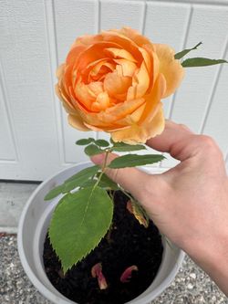 Lady of Shallot