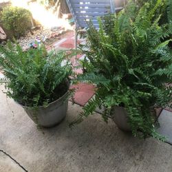 Medium Fern/ Helecho Mediano