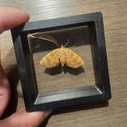Northern Spinach Moth Specimen Framed 