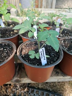 Tomato Starter Plants