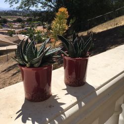 Succulent 
