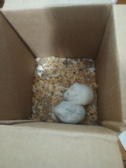 Fake hamsters