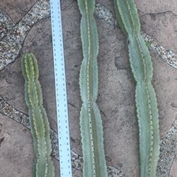 Peruvian Apple Cactus 