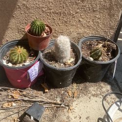 Cactus Plants $10