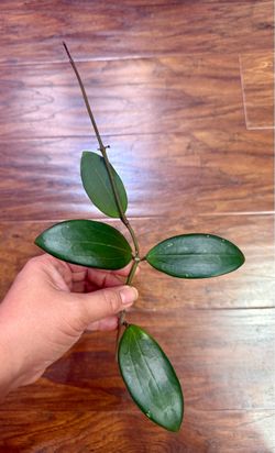 Hoya Bhutanica