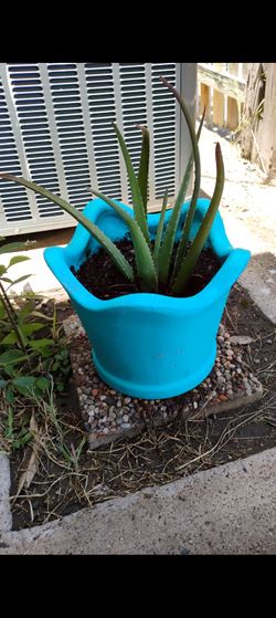 Aloe vera plant