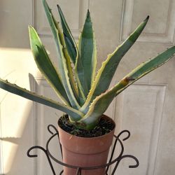 14 Inch American century Plant