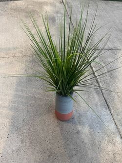Plant in pot