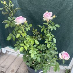 EDEN CLIMBER, Climbing Rose , Ideal For Walls , And Cottage Garden  Is In 5 Gallóns Pot Pick Up Only