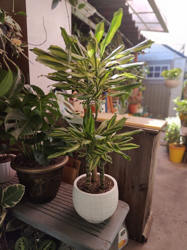 Dracaena Indoor Plant
