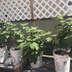 Fig Tree