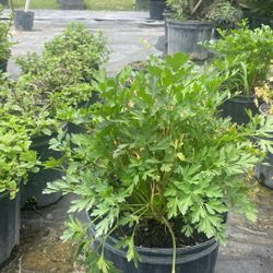 Fresh Parsley - 3 Gallons For $12