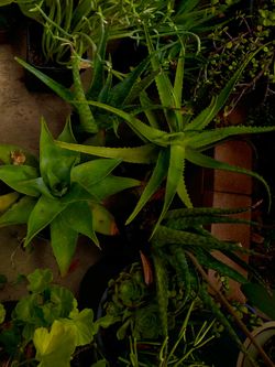 Different varieties of plant aloes easy care pot or landscaping