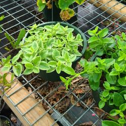 Apetanias De Canasta Flor Rosa 