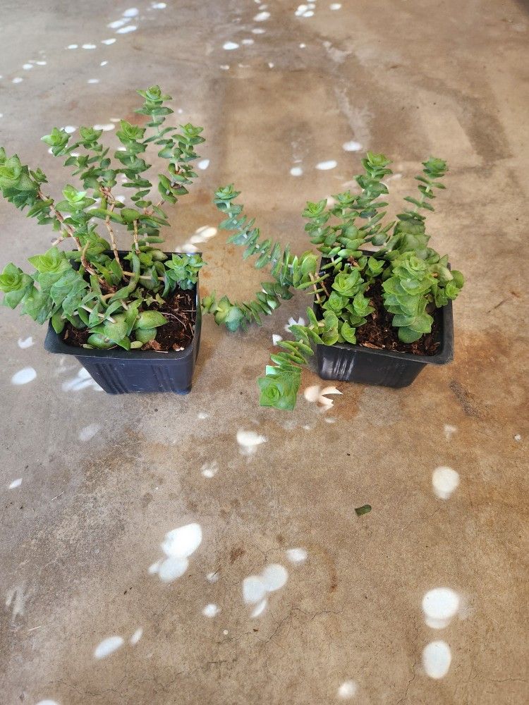 crassula