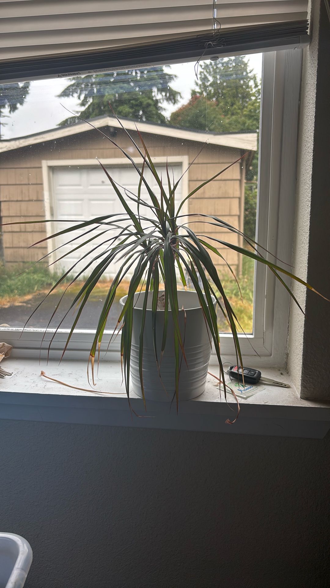 Free House Plant