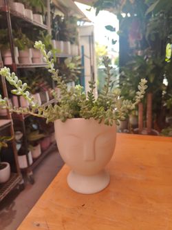 Donkey tail Succulent Plant