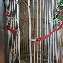 Vintage Bird Cage