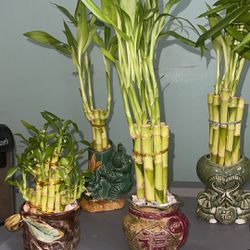 Bamboo & Plant arrangments