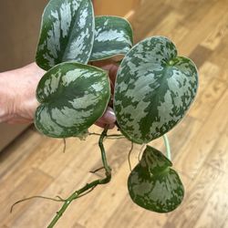 Scindapsus exotica and scindapsus silver lady cutting with roots