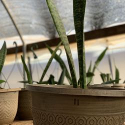   Snake Plant / mother-in-law's tongue (Sansevieria zeylanica) 