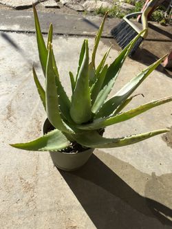 Aloe Vera Plant
