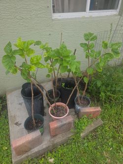 Mulberry branch cutting