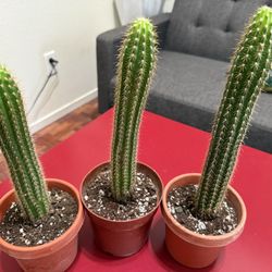 ❤️🌵 Golden Torch Cactus 🌵❤️5” pot $10 EACH