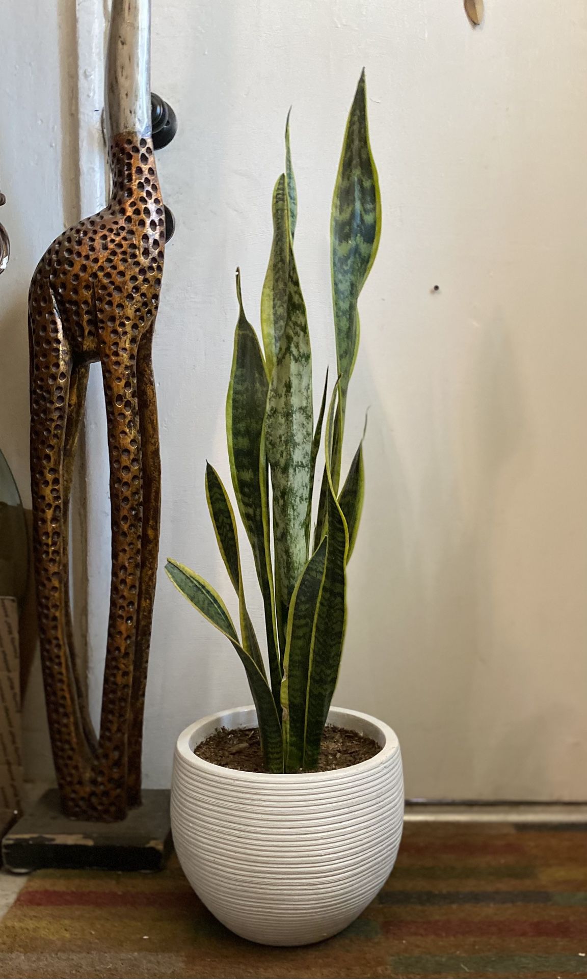 Indoor Mother-in-Law Or Snake Plant