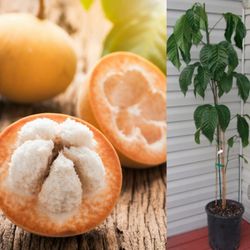 Santol Trees In 3gal 