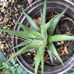 Planta Natural