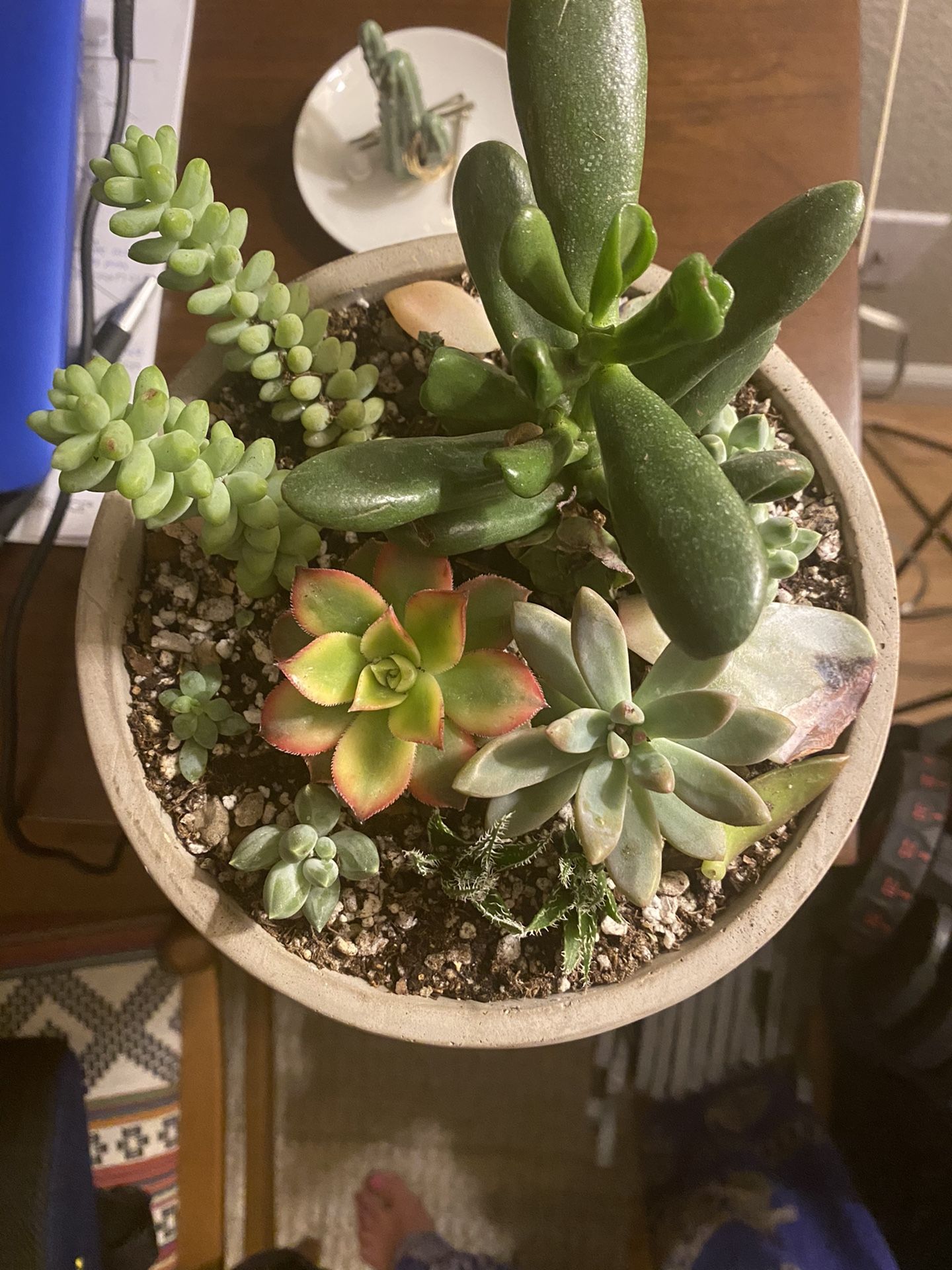 9 by 8 succulent arrangement