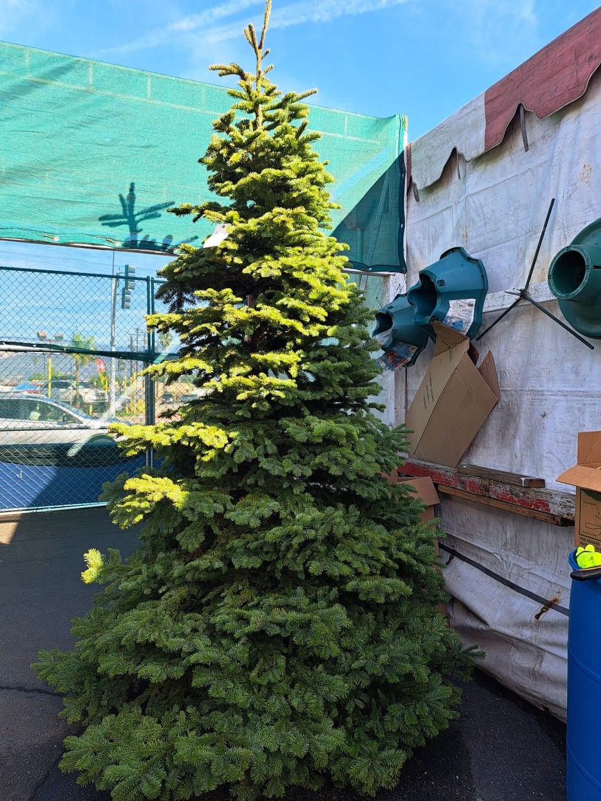 Fresh Christmas Trees 🌲 From Oregon 