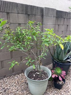 Night blooming Jasmine tree (Dạ Lý Hương)