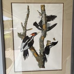 Three Ivory Billed Woodpeckers