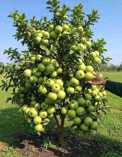 Pink guava trees/ Arboles de guayabas rositas $50.00 each