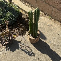 Cactus , Plants , Home Decor 