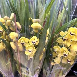 Cymbidium Orchids Địa Lan