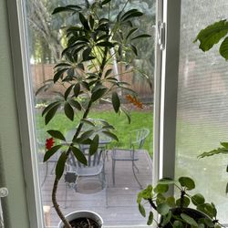 Save My Plants!!!