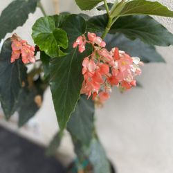 Angel Wing Begonia Blooming Salón Flowers Plant, Is Indoor Or Outdoor Full Shade Plant In 2 Gallóns Pot Pick Up Only