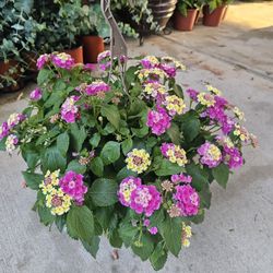 Pink Confetti Lantana Beautiful And Healthy HANGING BASKETS PLANTS ARRIVED. $15 each