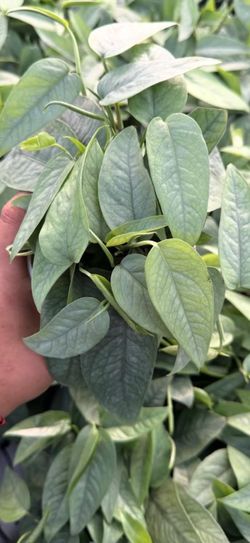 Cebu Blue - 4inch