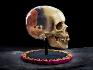 'The Fetus in Skull Life-Size Sculpture.'