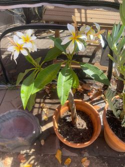 Plumeria Tree w/ White Flowers 8” Terracotta Pot